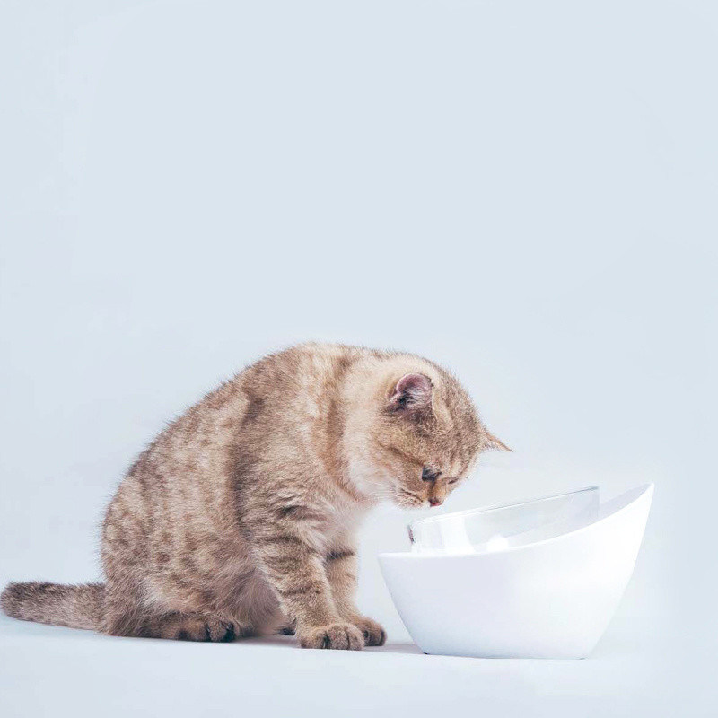 浅い猫の食器碗と広い猫の食器皿 滑らない猫の食器碗